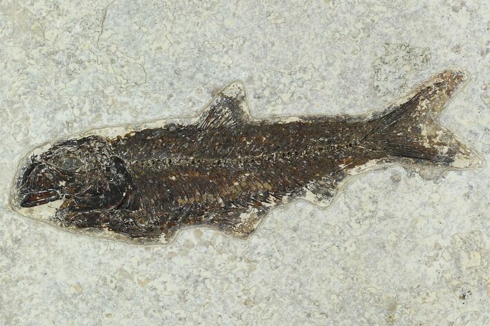 Fossil Fish (Knightia) - Green River Formation #129763